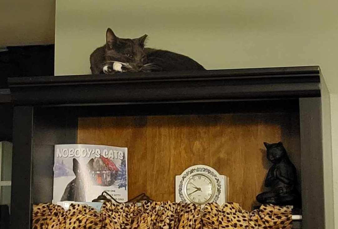 Enlarge Sophie, a Adopted Domestic Short Hair in Parlin, NJ image 4/4