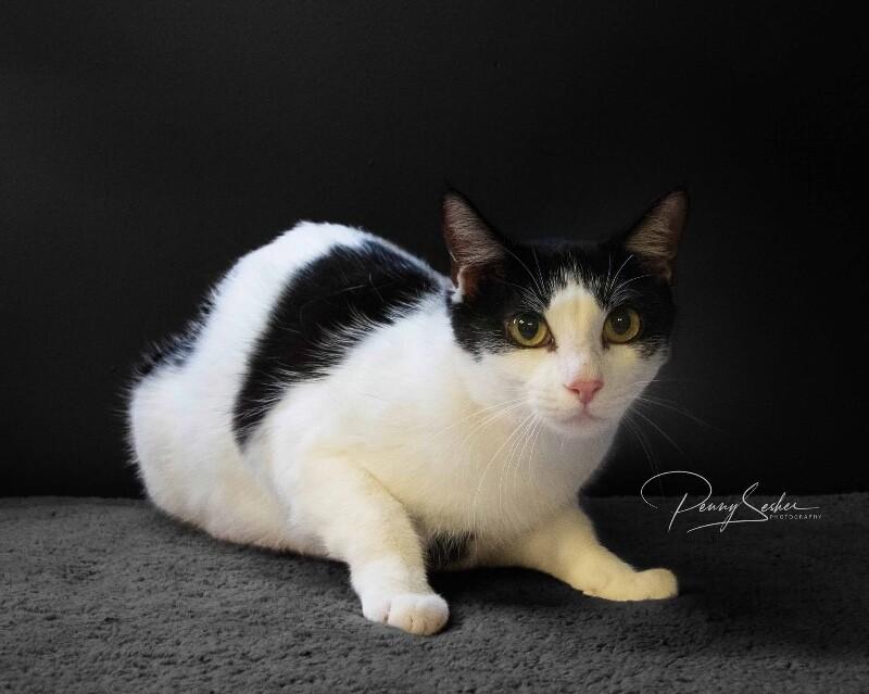 Ellie, Adoptable, Adult Female Domestic Short Hair.