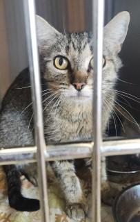 Penny/luna, Adoptable, Adult Female Domestic Short Hair.