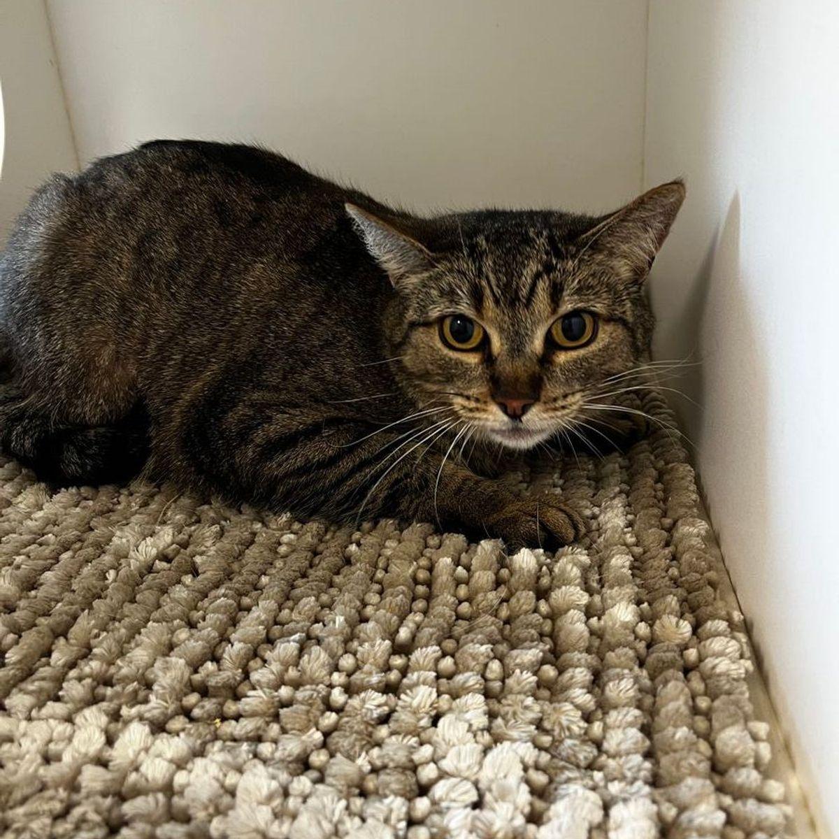 Penny/luna, a Adoptable Domestic Short Hair in Kingman, AZ image 2/2