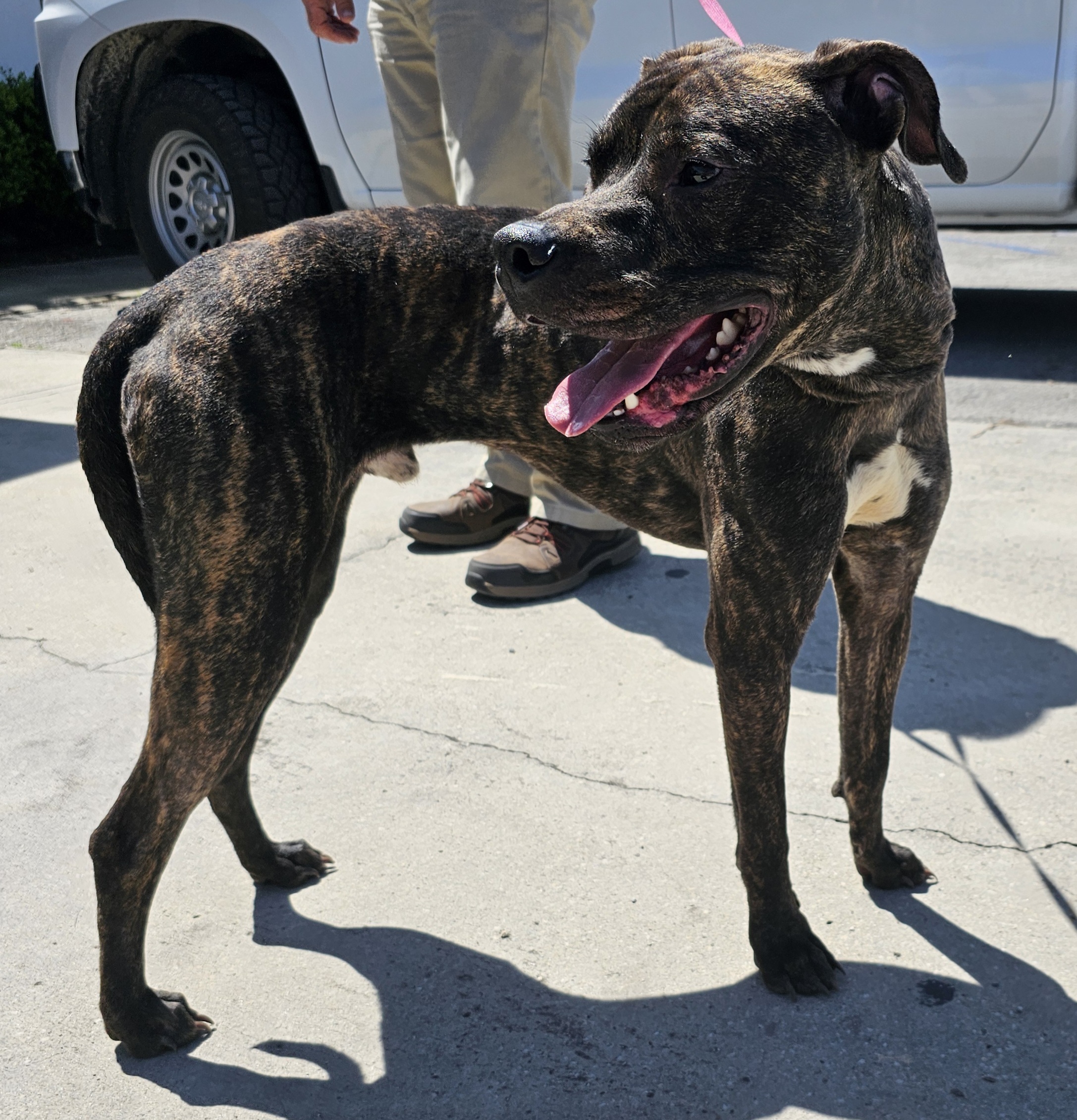 Dog for adoption Warren, a Mixed Breed in Bronson, FL Petfinder