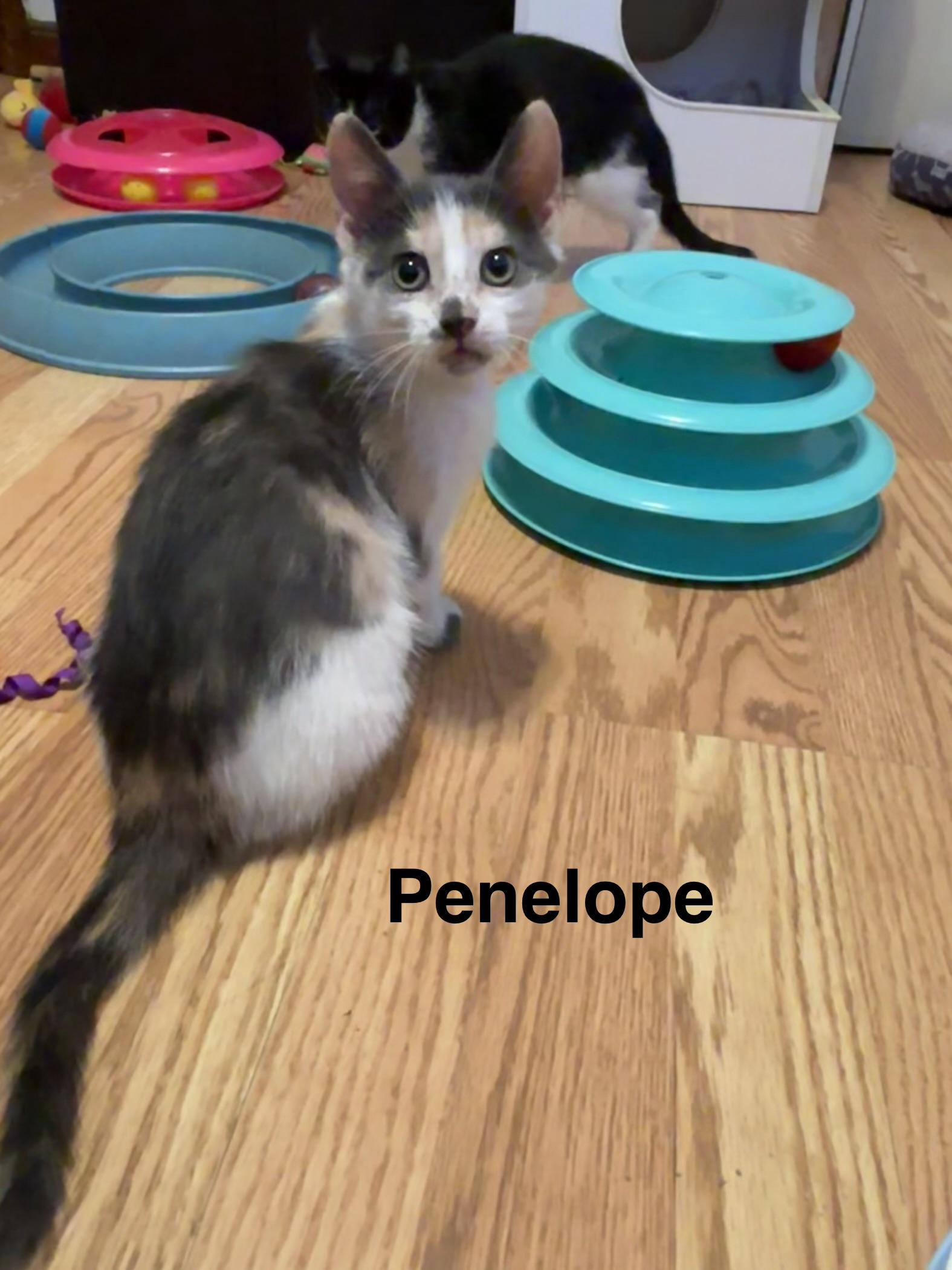 Enlarge Penelope, a ADOPTABLE Dilute Calico in Brick, NJ image 1/2