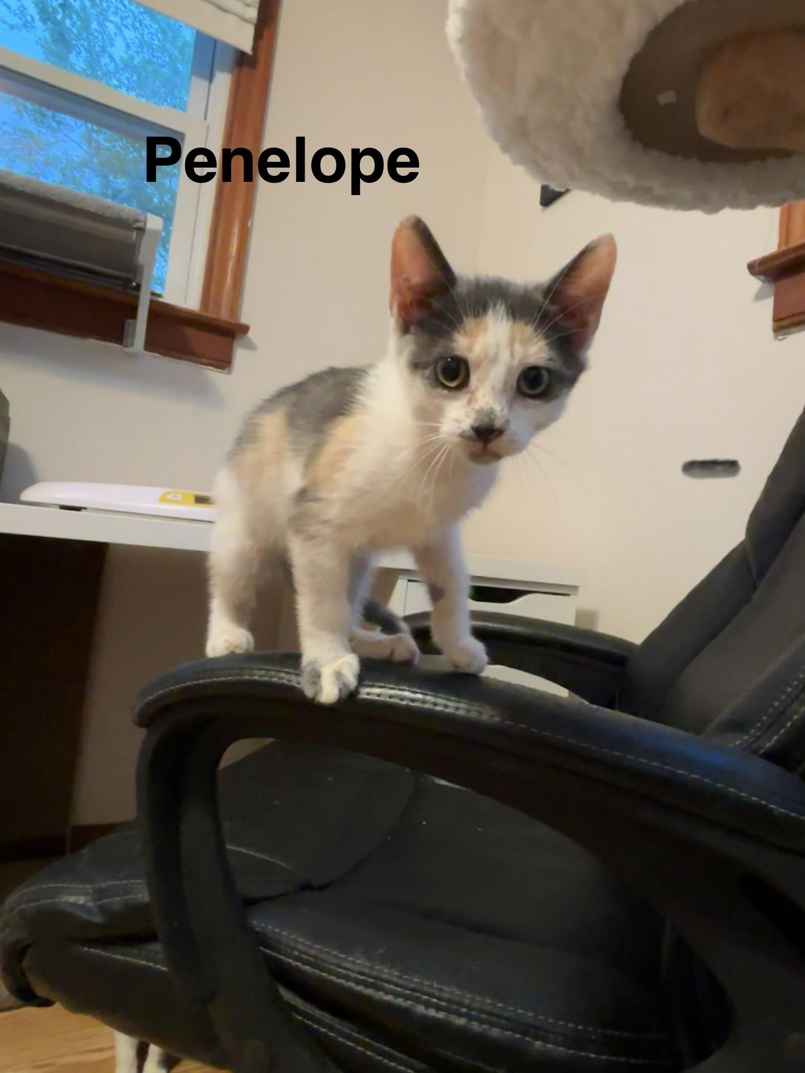 Enlarge Penelope, a ADOPTABLE Dilute Calico in Brick, NJ image 2/2