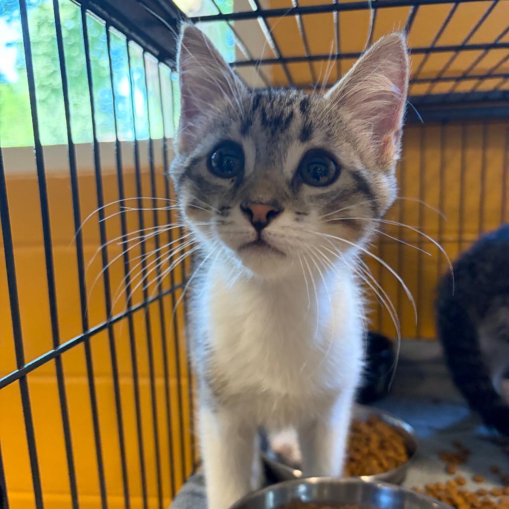 Tortilla, Adoptable, Kitten Male Domestic Short Hair.