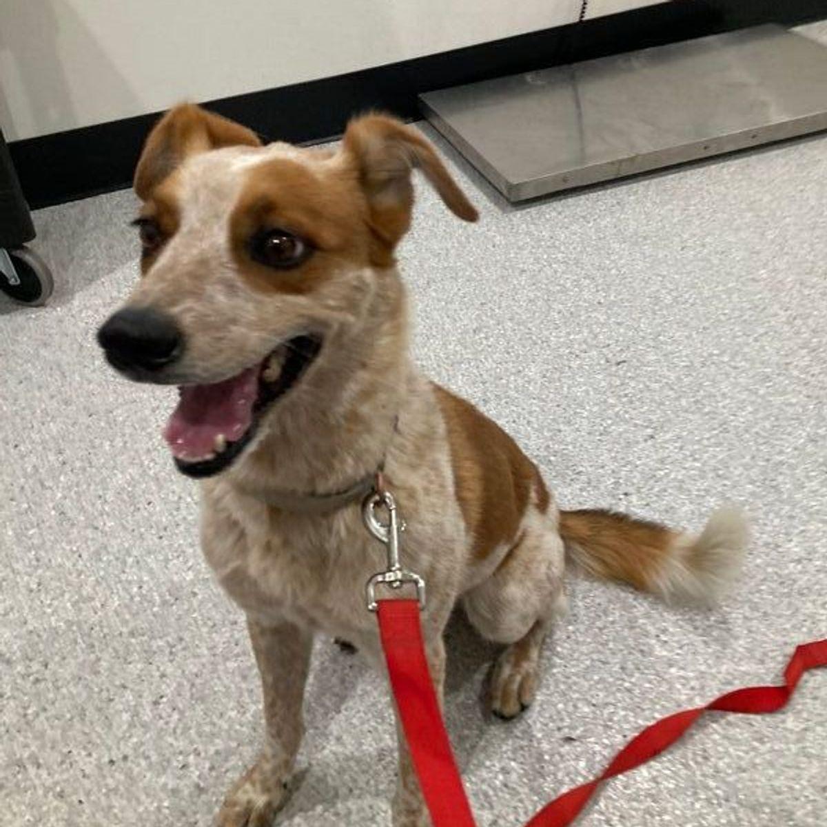 Enlarge Coco, a Adoptable Australian Cattle Dog / Blue Heeler in Lake Havasu City, AZ image 1/1