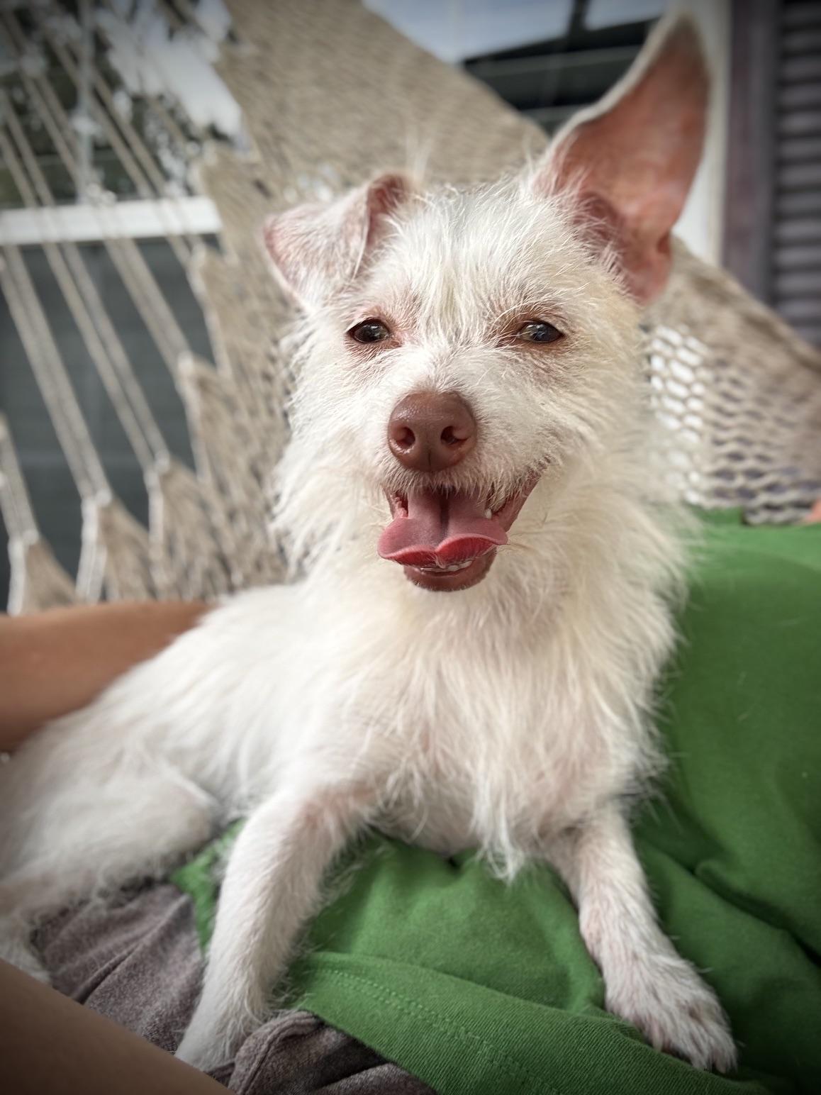 Lelaini, adoptable, Adult Female Chihuahua.