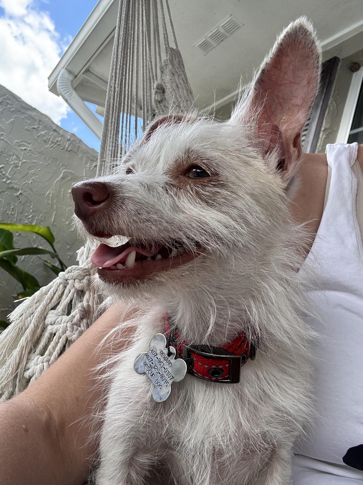 Enlarge Lelaini, an adoptable mixed breed in Orlando, FL image 2/4