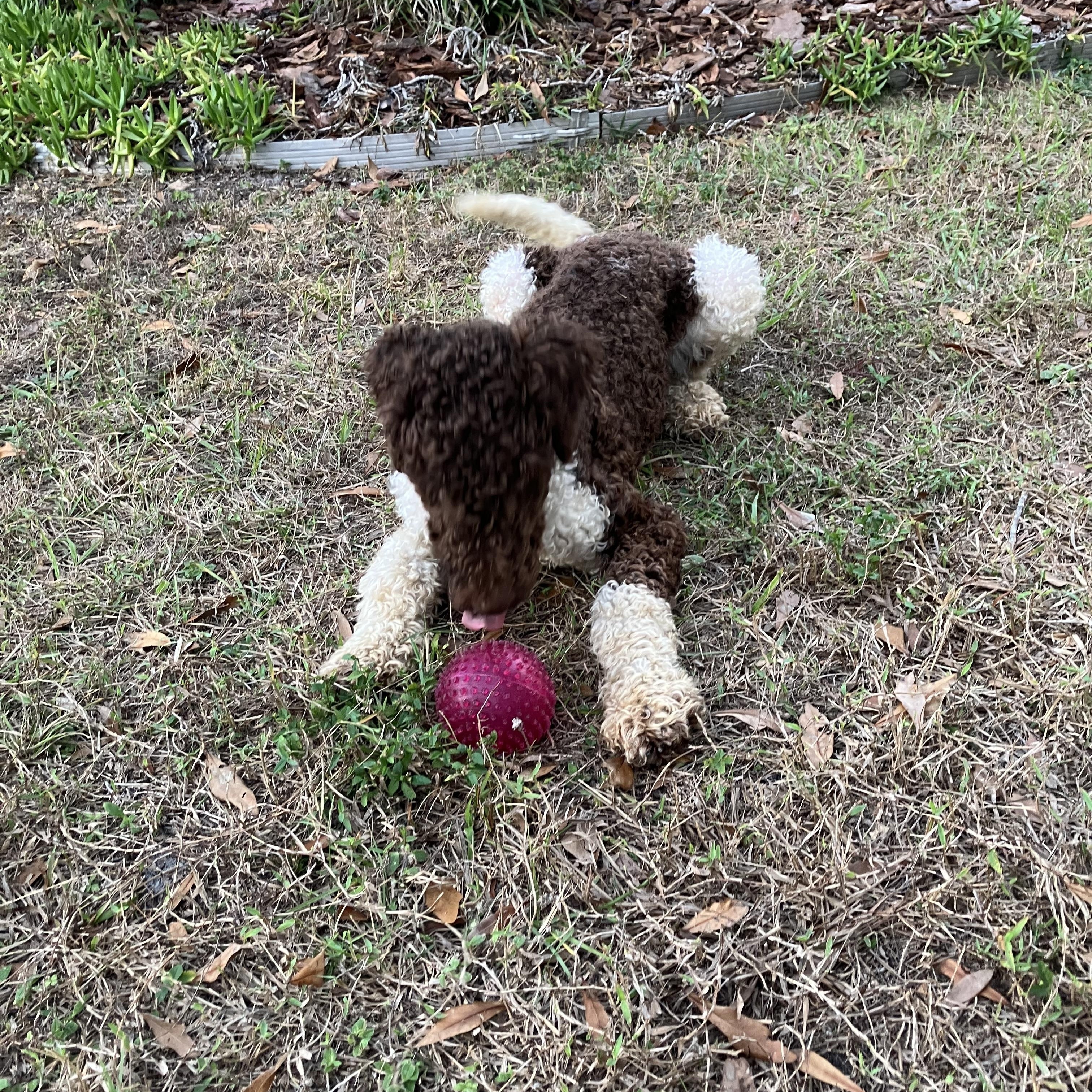 Scout, ADOPTABLE, Puppy Male Standard Poodle.