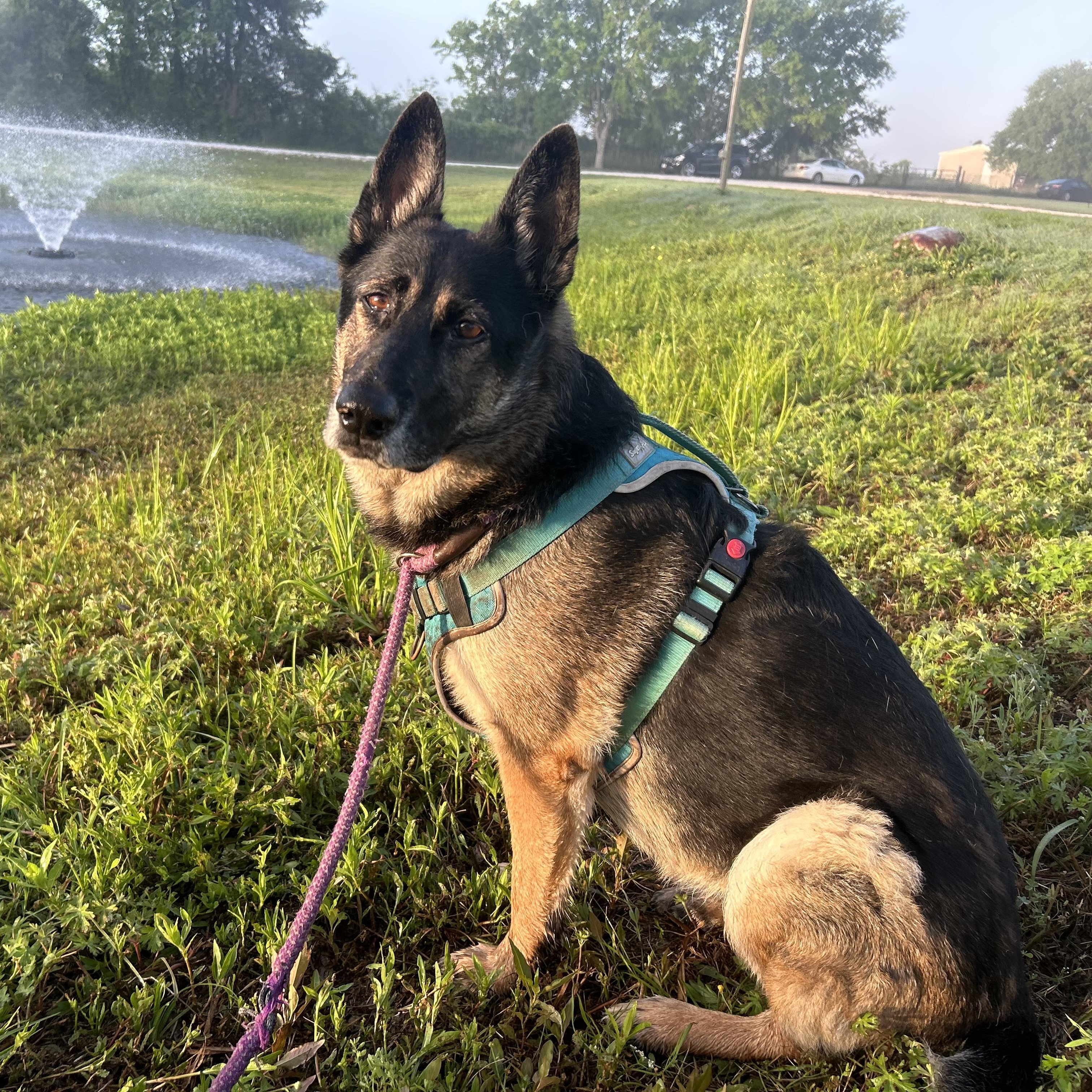 Meeka - Resilient Ball Player! , a Adoptable mixed breed in Ann Arbor, MI image 2/6