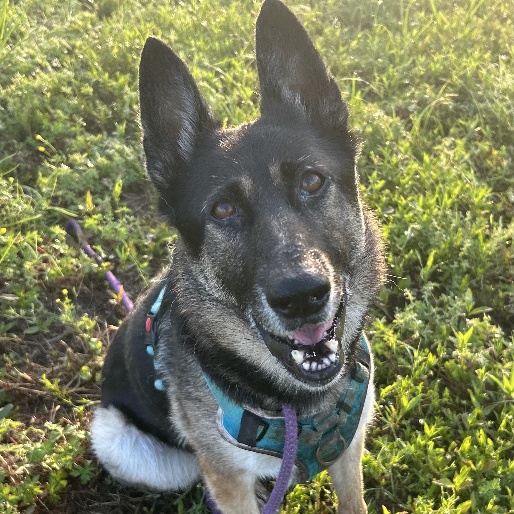 Meeka - Resilient Ball Player! , a Adoptable mixed breed in Ann Arbor, MI image 5/6