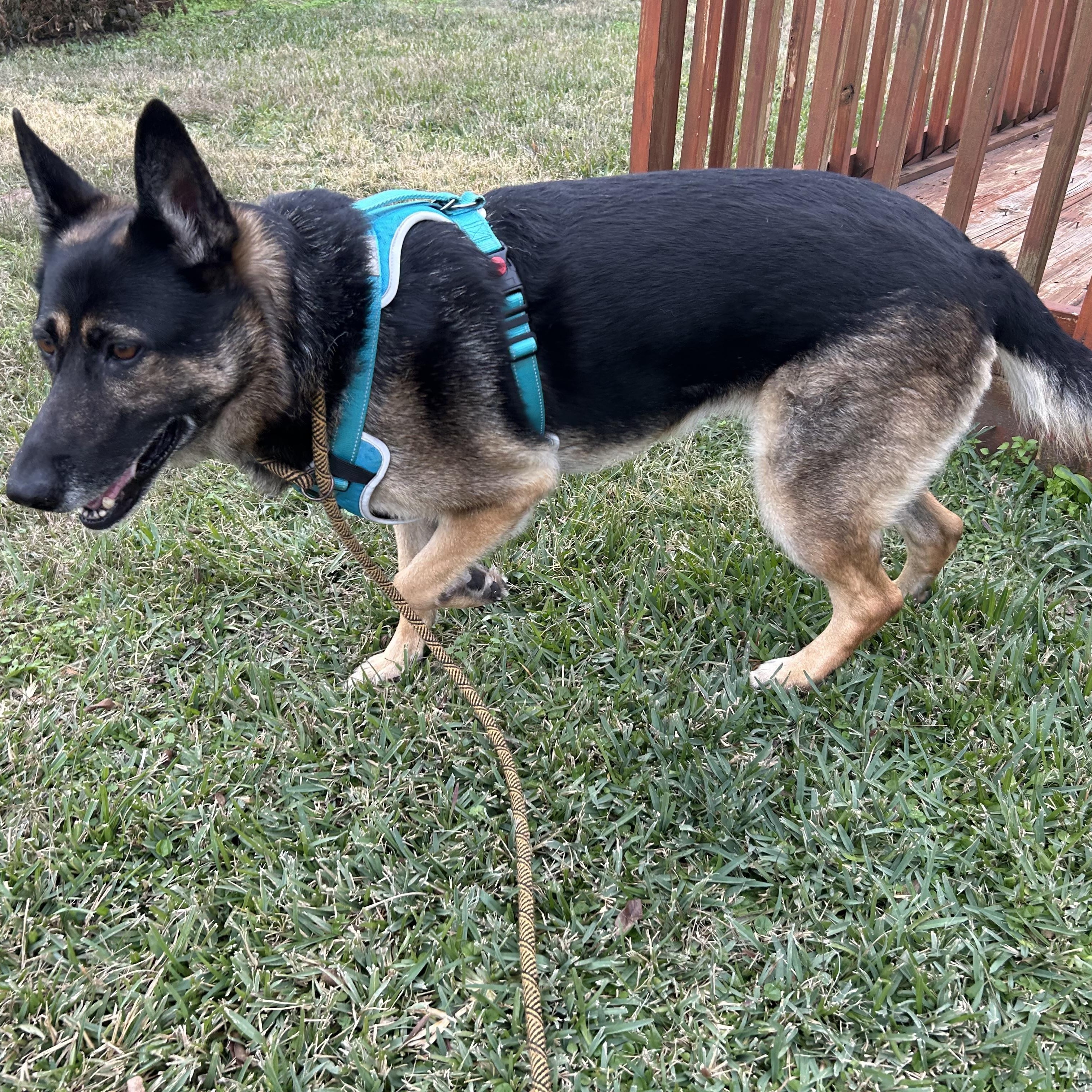 Meeka - Resilient Ball Player! , a Adoptable mixed breed in Ann Arbor, MI image 6/6
