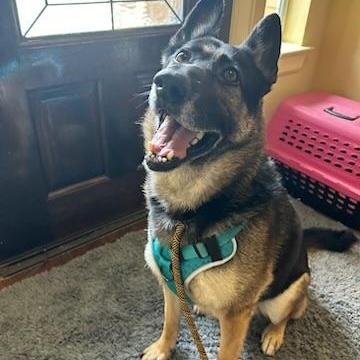 Meeka - Resilient Ball Player! , Adoptable, Adult Female German Shepherd Dog.