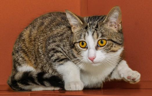 Enlarge BAD BUNNY, a Adoptable Domestic Short Hair in Cookeville, TN image 1/1