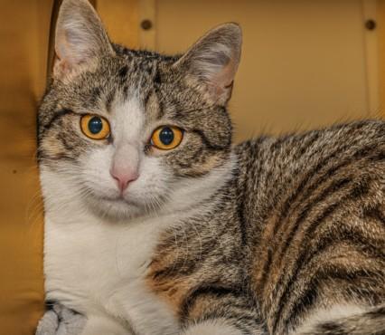 BAD BUNNY, Adoptable, Young Male Domestic Short Hair.