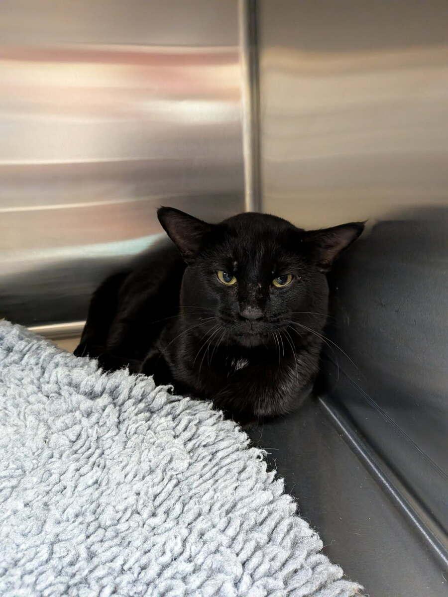 Enlarge Baloo, a ADOPTABLE Domestic Short Hair in wetaskiwin, AB image 2/3