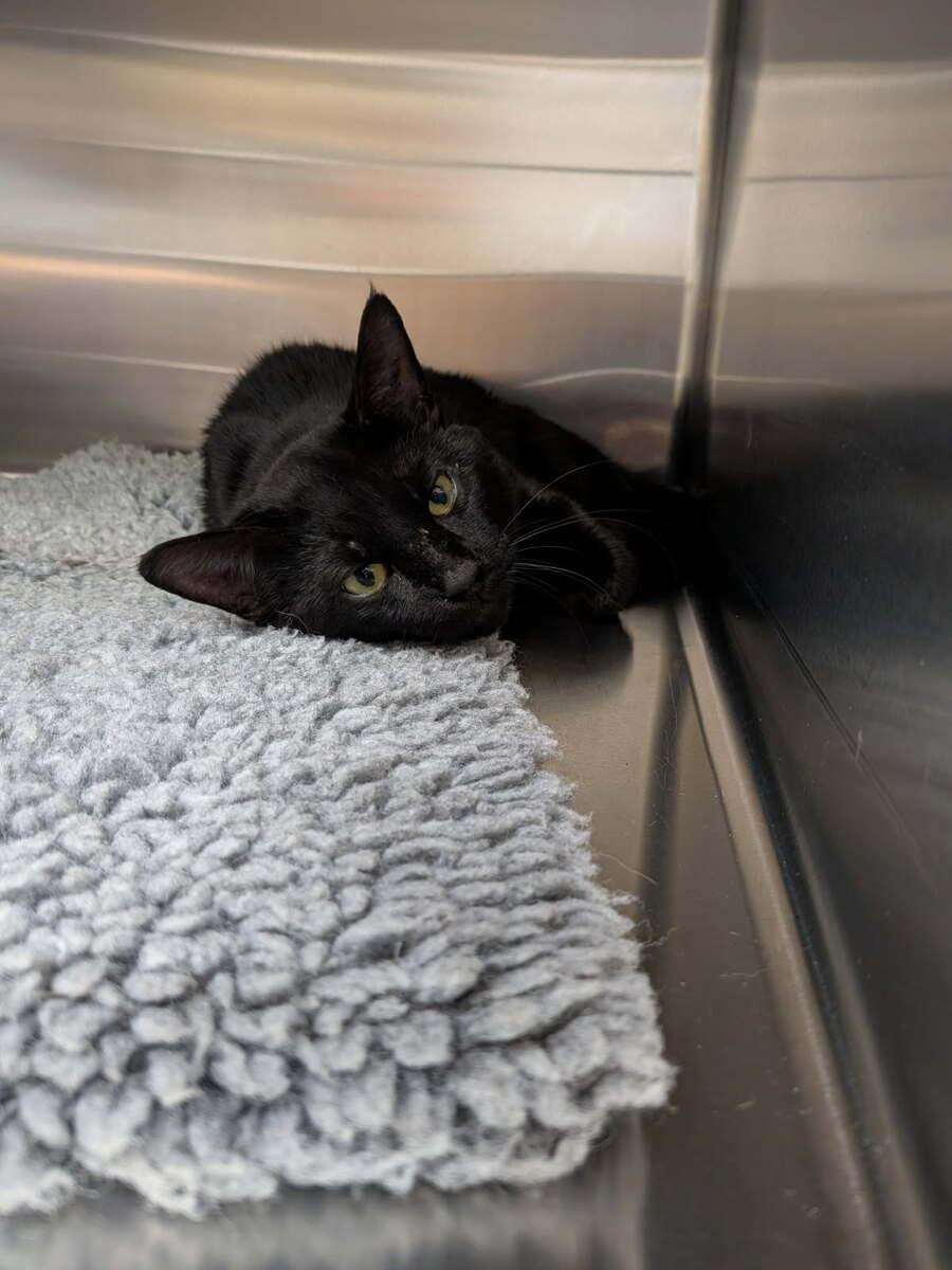 Enlarge Baloo, a ADOPTABLE Domestic Short Hair in wetaskiwin, AB image 3/3