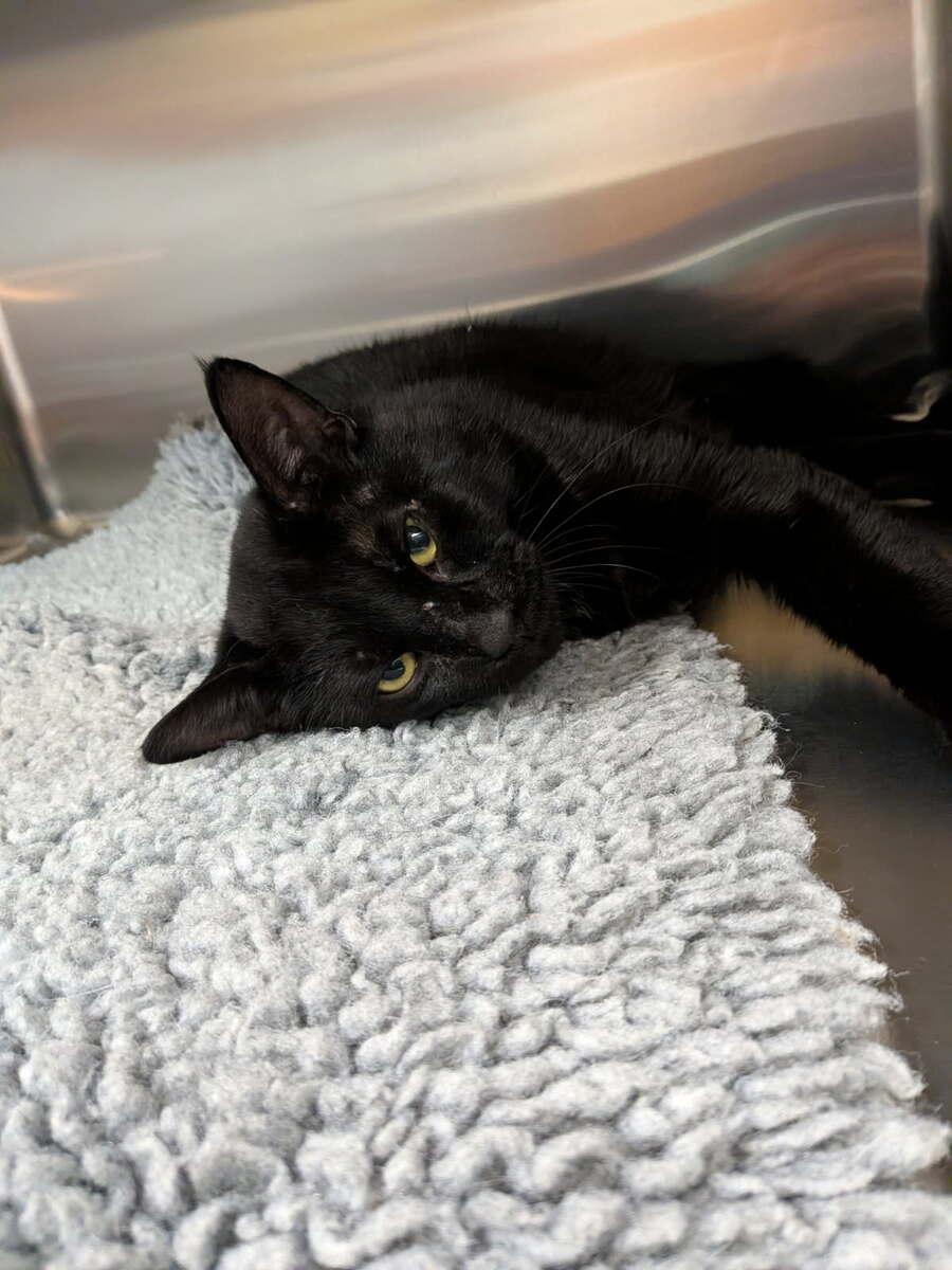Baloo, ADOPTABLE, Adult Male Domestic Short Hair.
