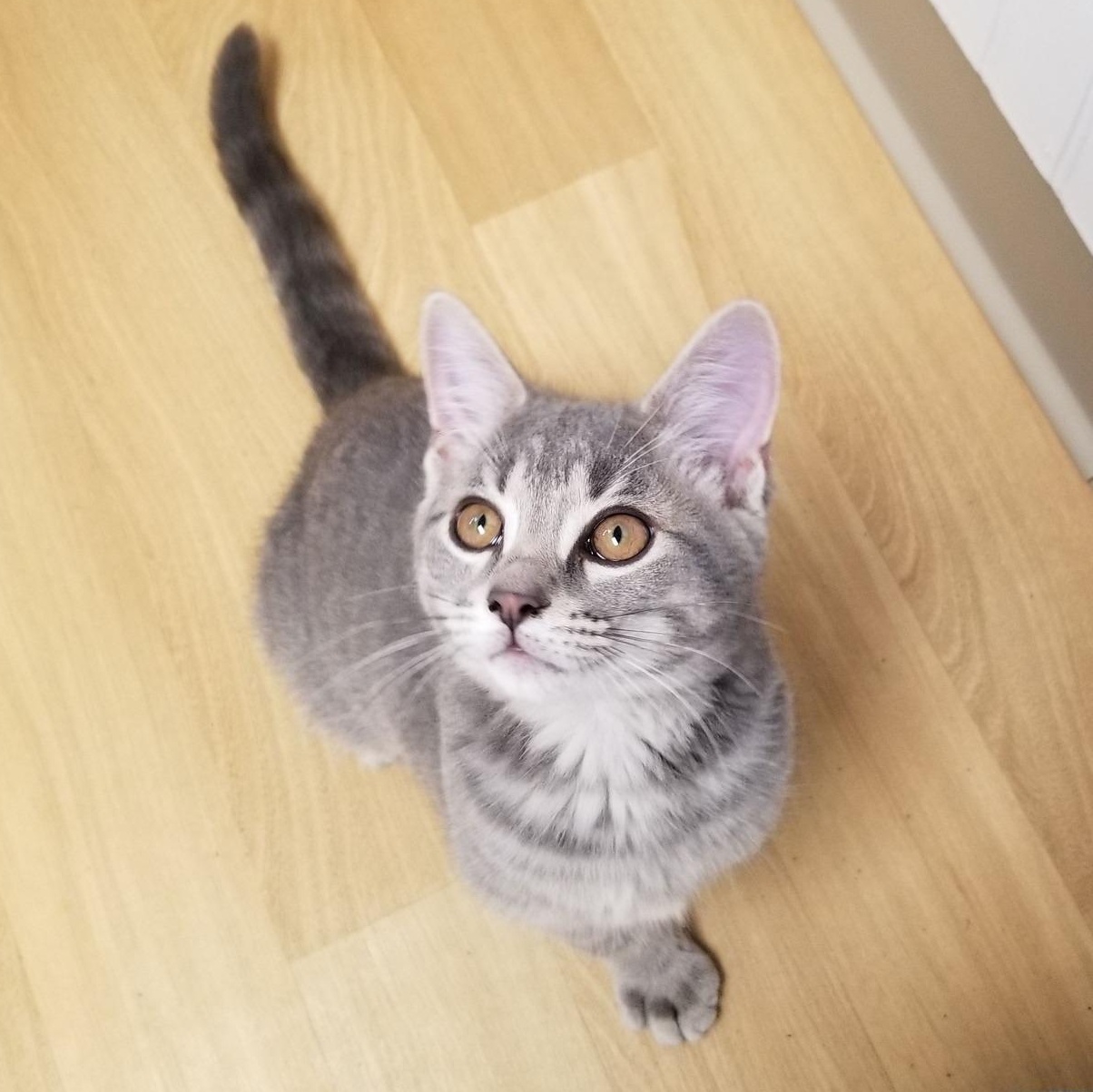Kelly, ADOPTABLE, Kitten Female Tabby & Domestic Short Hair.