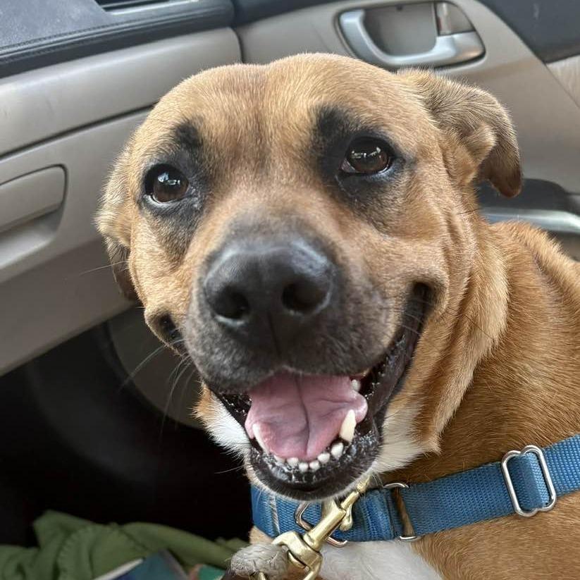 Enlarge Kaya, a Adoptable mixed breed in Lompoc, CA image 1/6