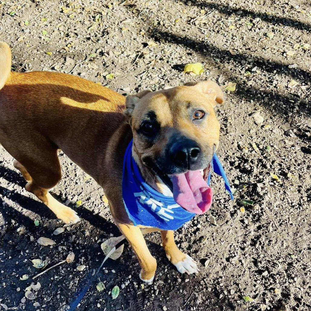 Enlarge Kaya, a Adoptable mixed breed in Lompoc, CA image 2/6