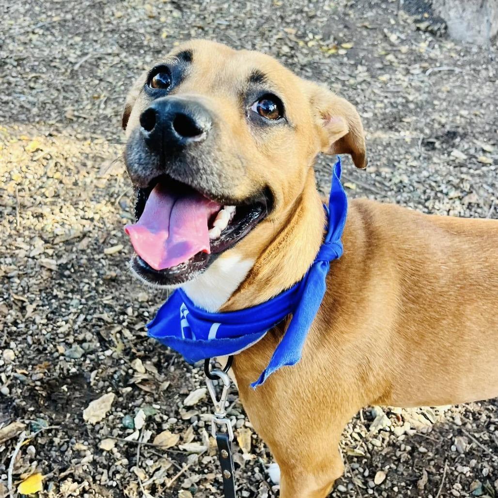 Enlarge Kaya, a Adoptable mixed breed in Lompoc, CA image 6/6