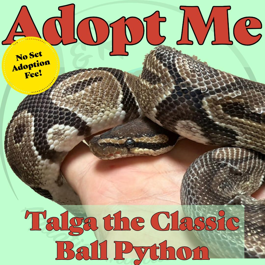 Enlarge Talga the Ball Python, a ADOPTABLE Ball Python in Neenah, WI image 1/1