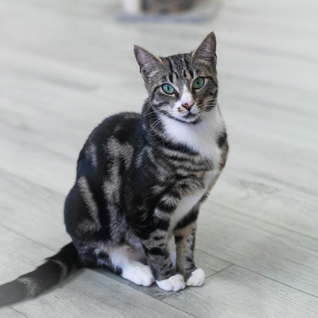 Enlarge Camira, a Adoptable Domestic Short Hair in St. Augustine, FL image 3/5