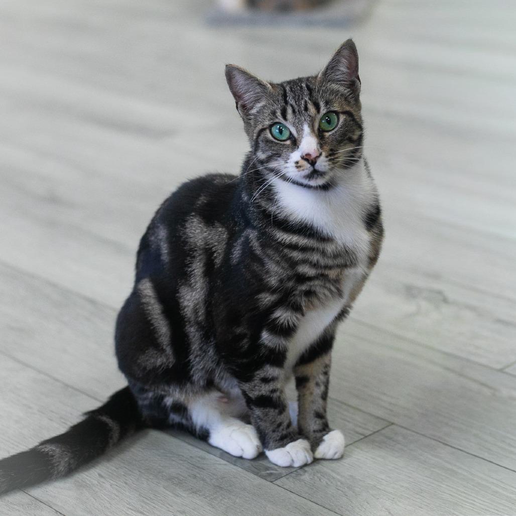 Camira, Adoptable, Adult Female Domestic Short Hair.