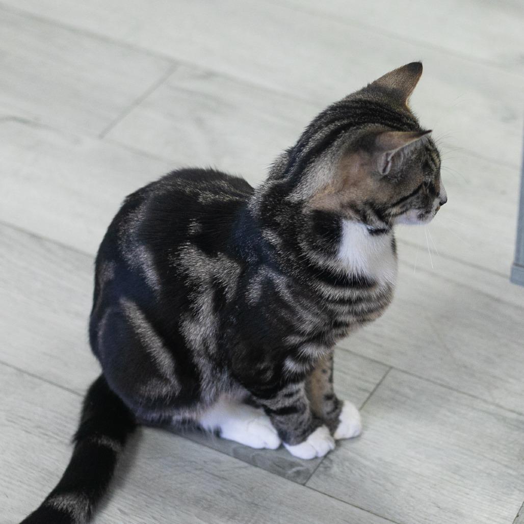 Enlarge Camira, a Adoptable Domestic Short Hair in St. Augustine, FL image 5/5