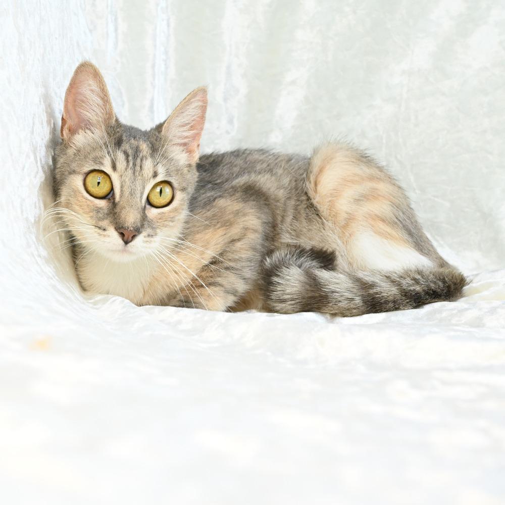 Pearl, a Adoptable Domestic Short Hair in Mobile, AL image 1/6