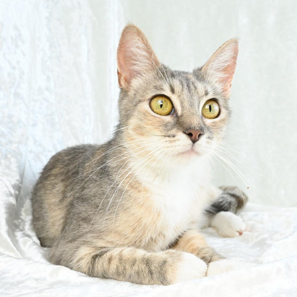 Pearl, a Adoptable Domestic Short Hair in Mobile, AL image 2/6