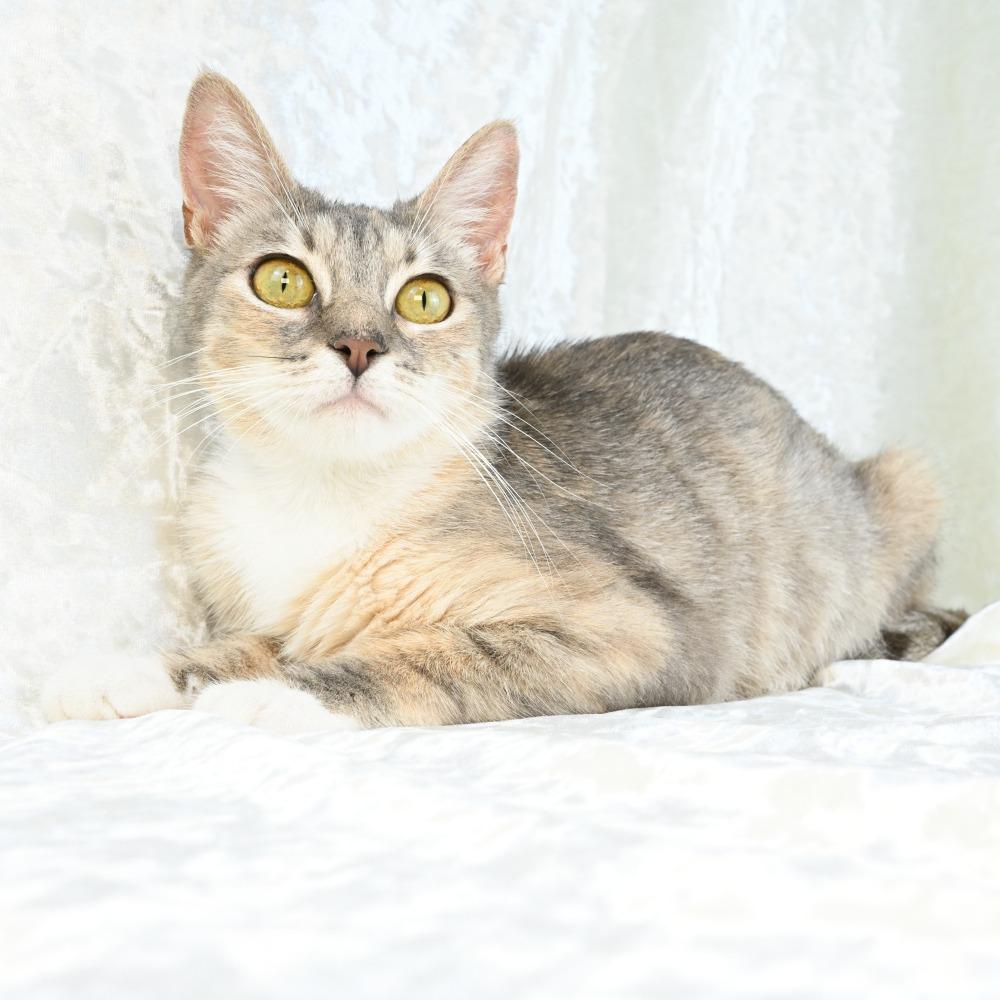 Pearl, a Adoptable Domestic Short Hair in Mobile, AL image 3/6