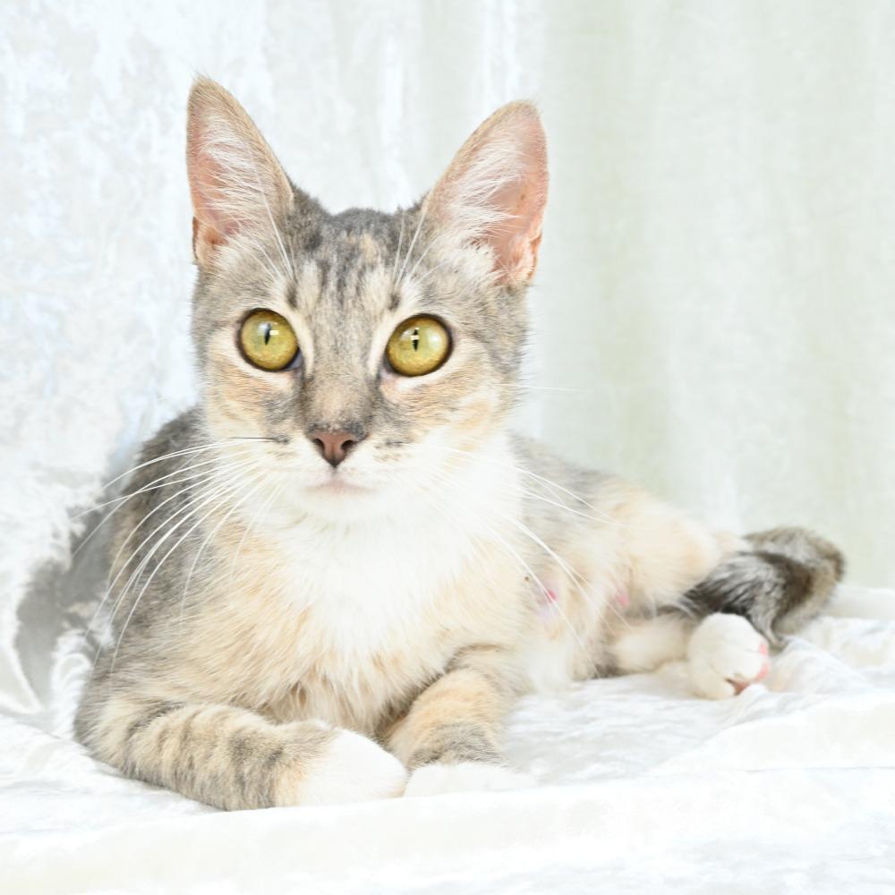 Pearl, a Adoptable Domestic Short Hair in Mobile, AL image 4/6