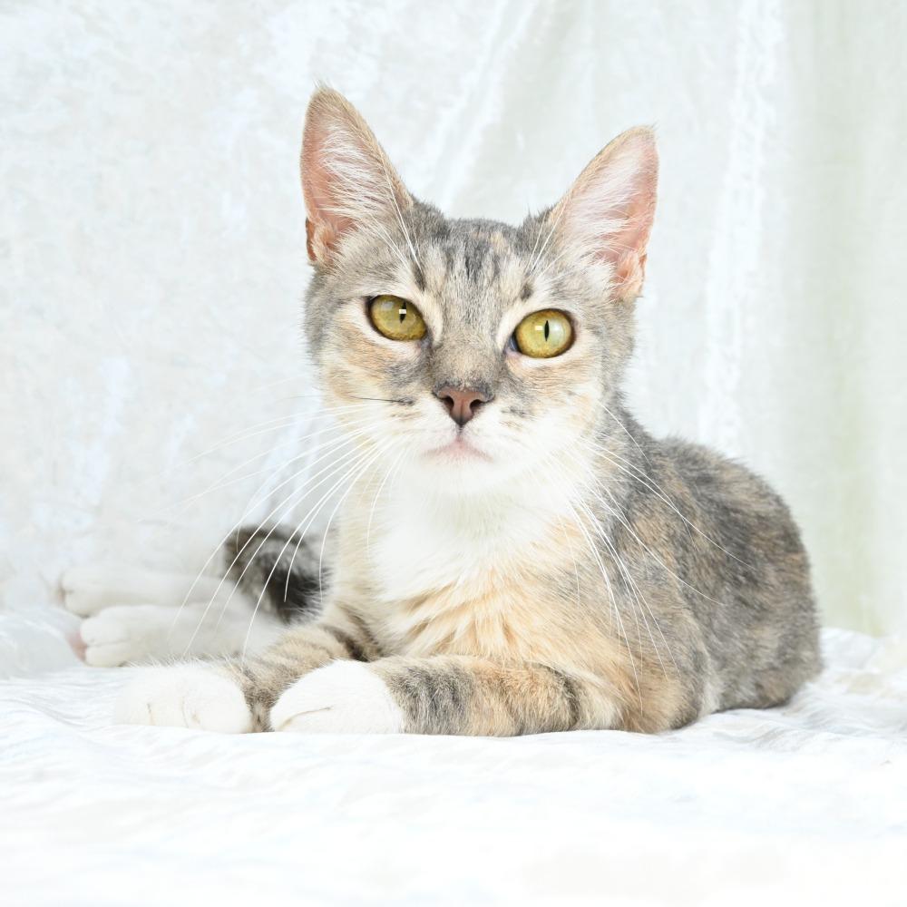 Pearl, a Adoptable Domestic Short Hair in Mobile, AL image 5/6