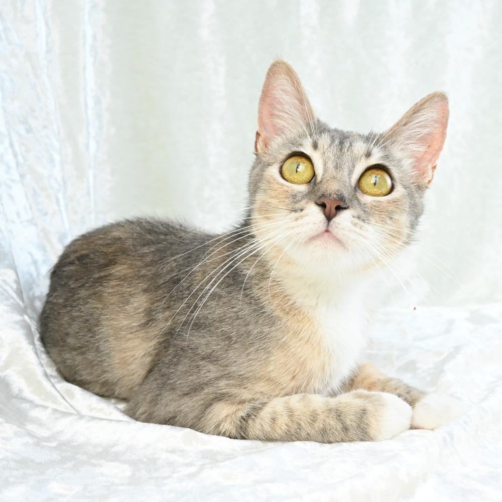 Pearl, a Adoptable Domestic Short Hair in Mobile, AL image 6/6