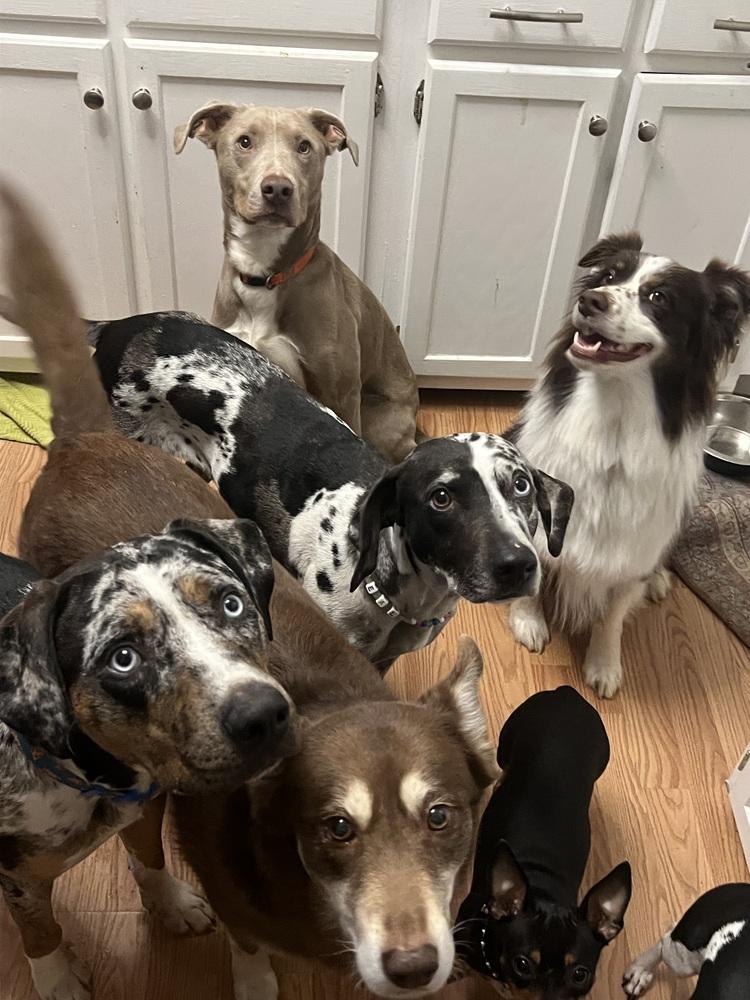 Enlarge Rip, a Adoptable mixed breed in Cedartown, GA image 1/4