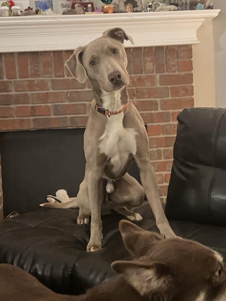 Enlarge Rip, a Adoptable mixed breed in Cedartown, GA image 3/4