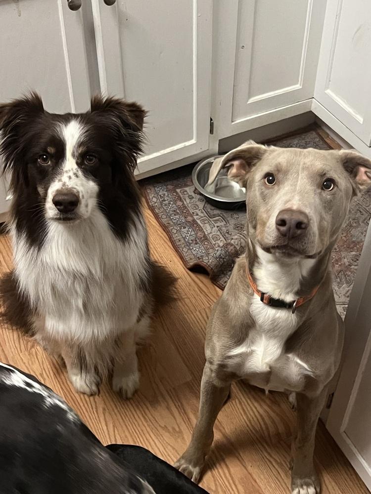 Enlarge Rip, a Adoptable mixed breed in Cedartown, GA image 4/4