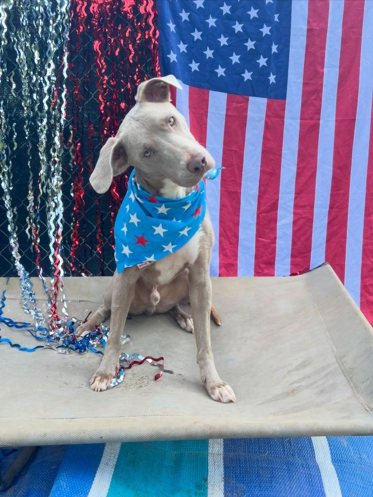 Enlarge Rip- Tater Chip, a Adoptable mixed breed in Cedartown, GA image 5/5