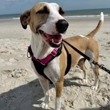 GLITTER, ADOPTABLE, Young Female Mixed Breed.