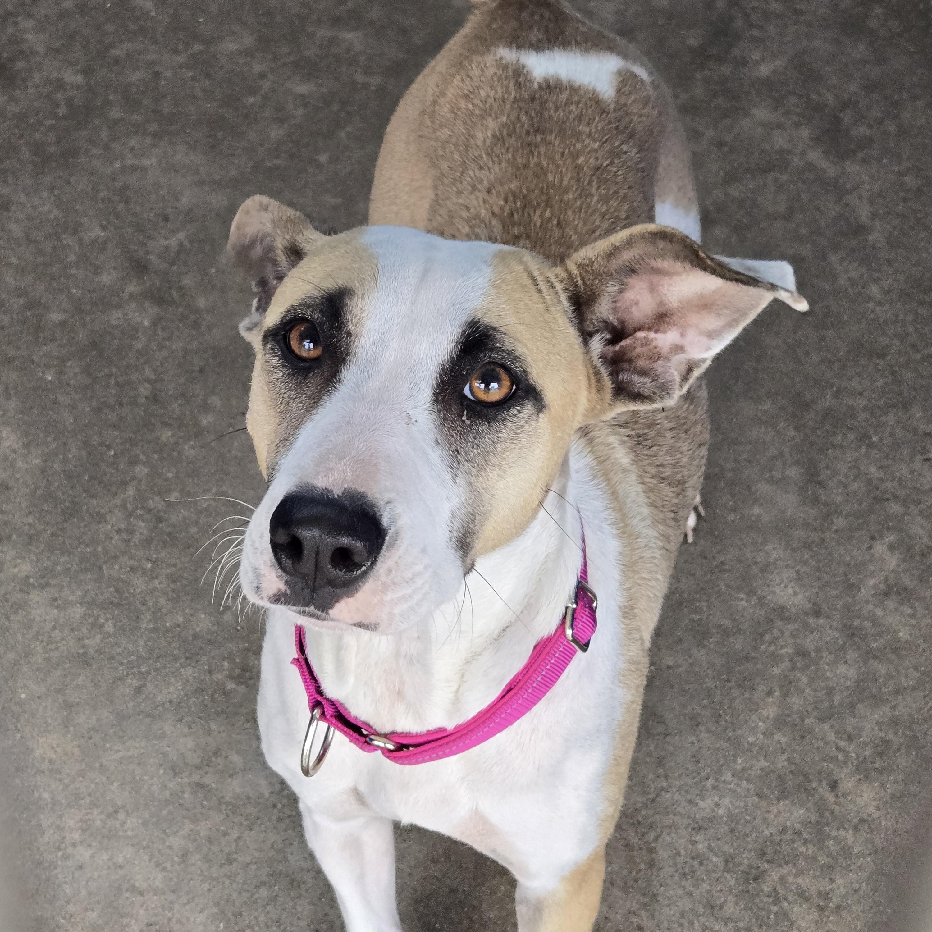 Enlarge GLITTER, a ADOPTABLE Mixed Breed in Fernandina Beach, FL image 2/2