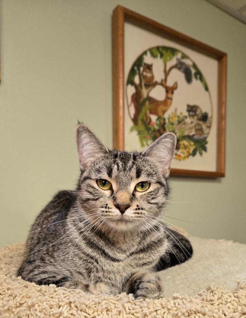 Cuddles, a Adoptable mixed breed in Minneapolis, MN image 2/5