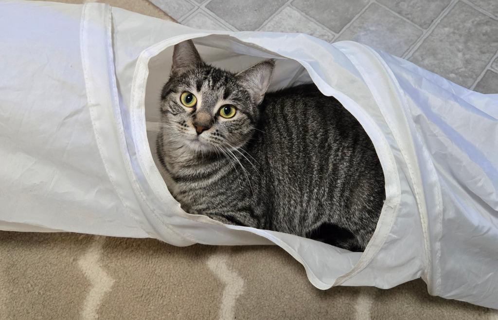 Cuddles, a Adoptable mixed breed in Minneapolis, MN image 5/5