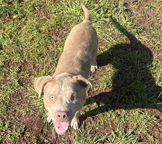 ROCKET, Adoptable, Young Male Pit Bull Terrier.