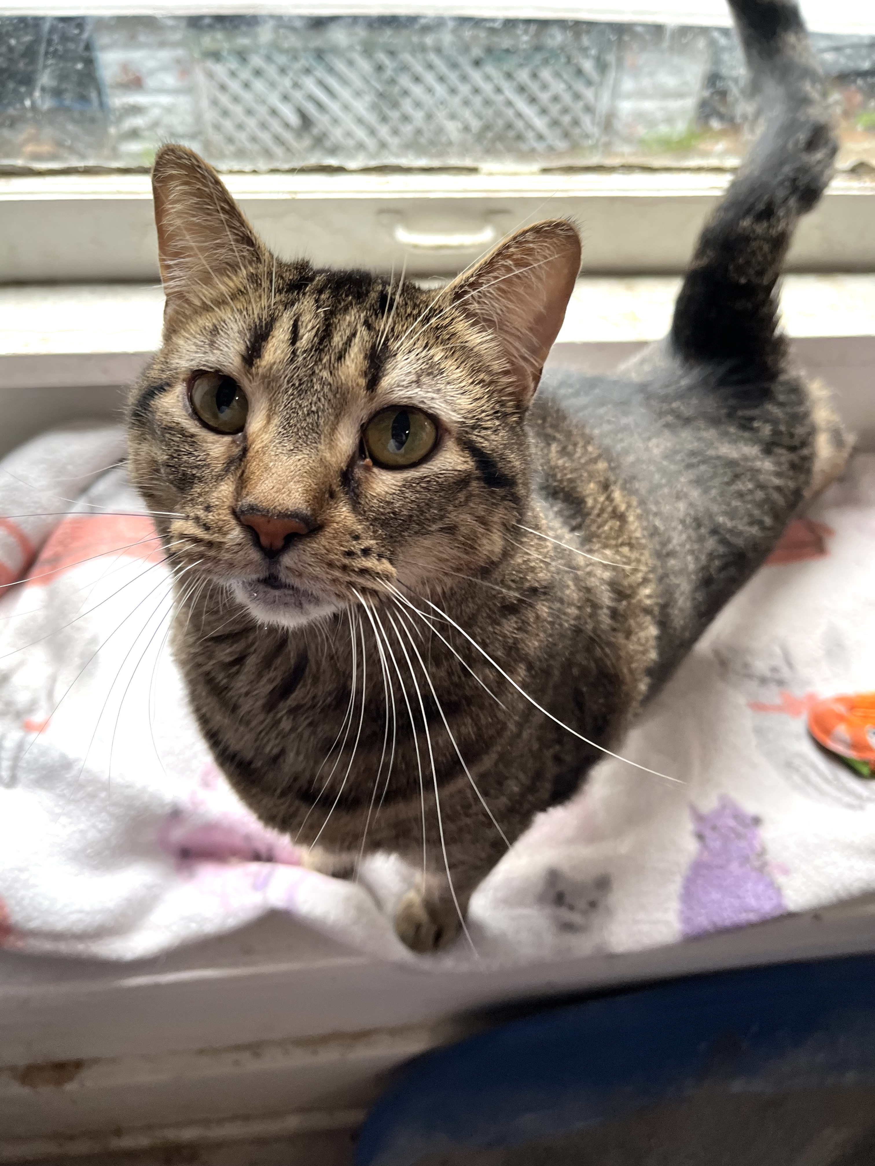 Trixie, a Adoptable Domestic Short Hair in Shreveport, LA image 2/2