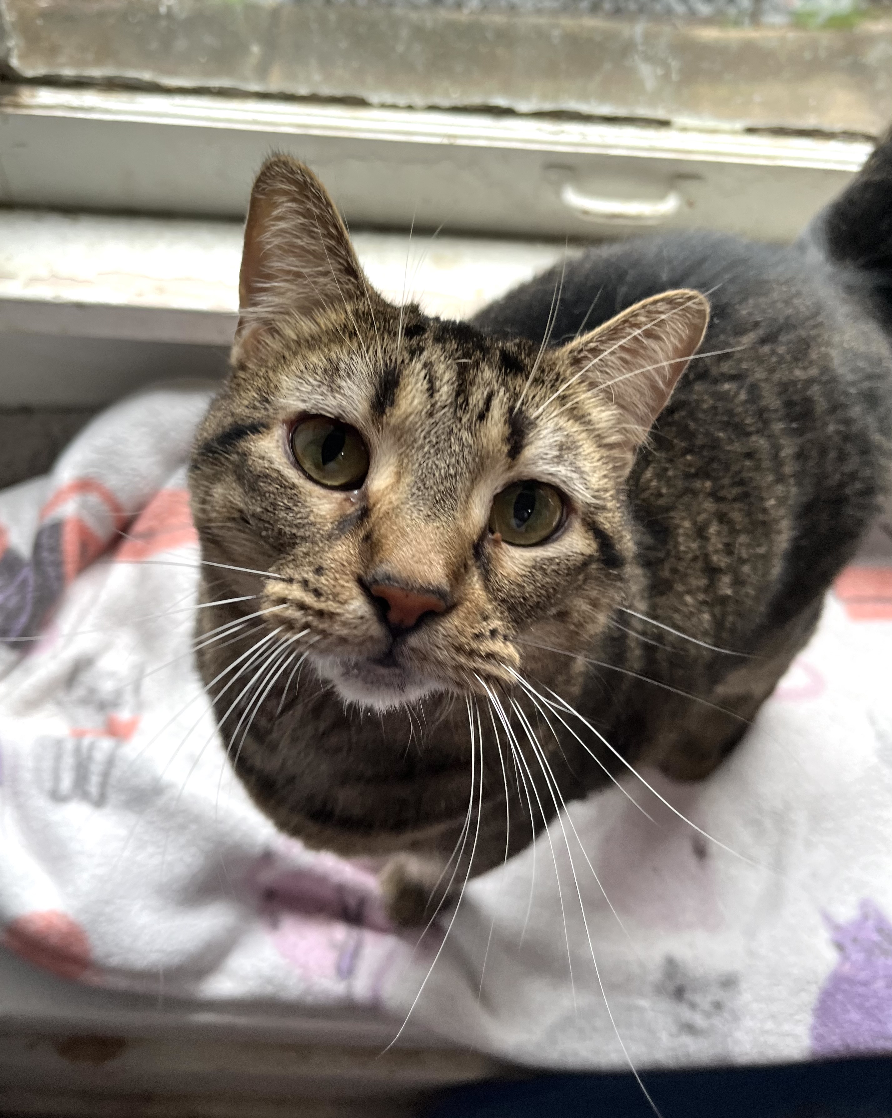 Trixie, a Adoptable Domestic Short Hair in Shreveport, LA image 1/2