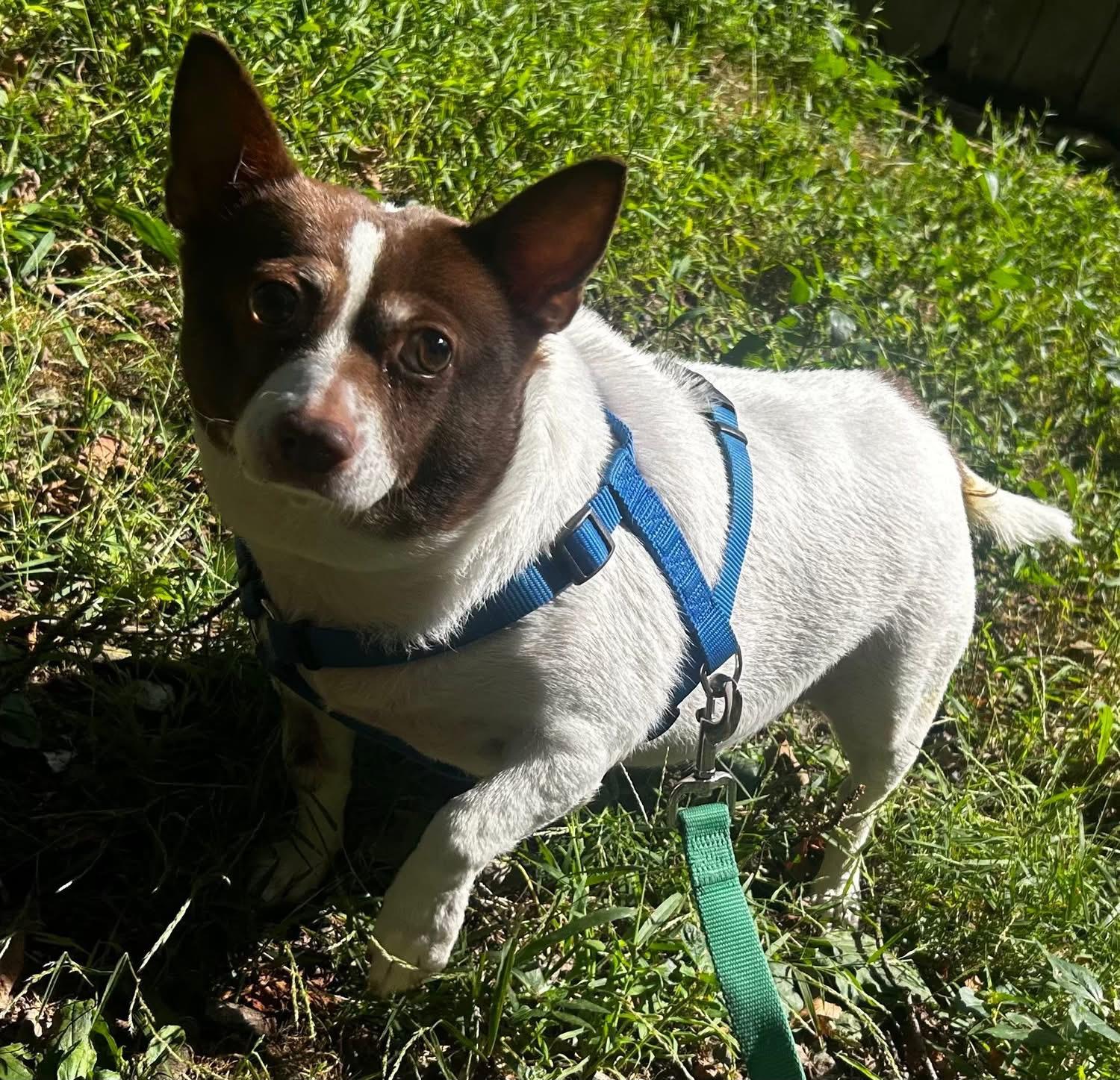 Linda, Adoptable, Senior Female Chihuahua & Jack Russell Terrier.