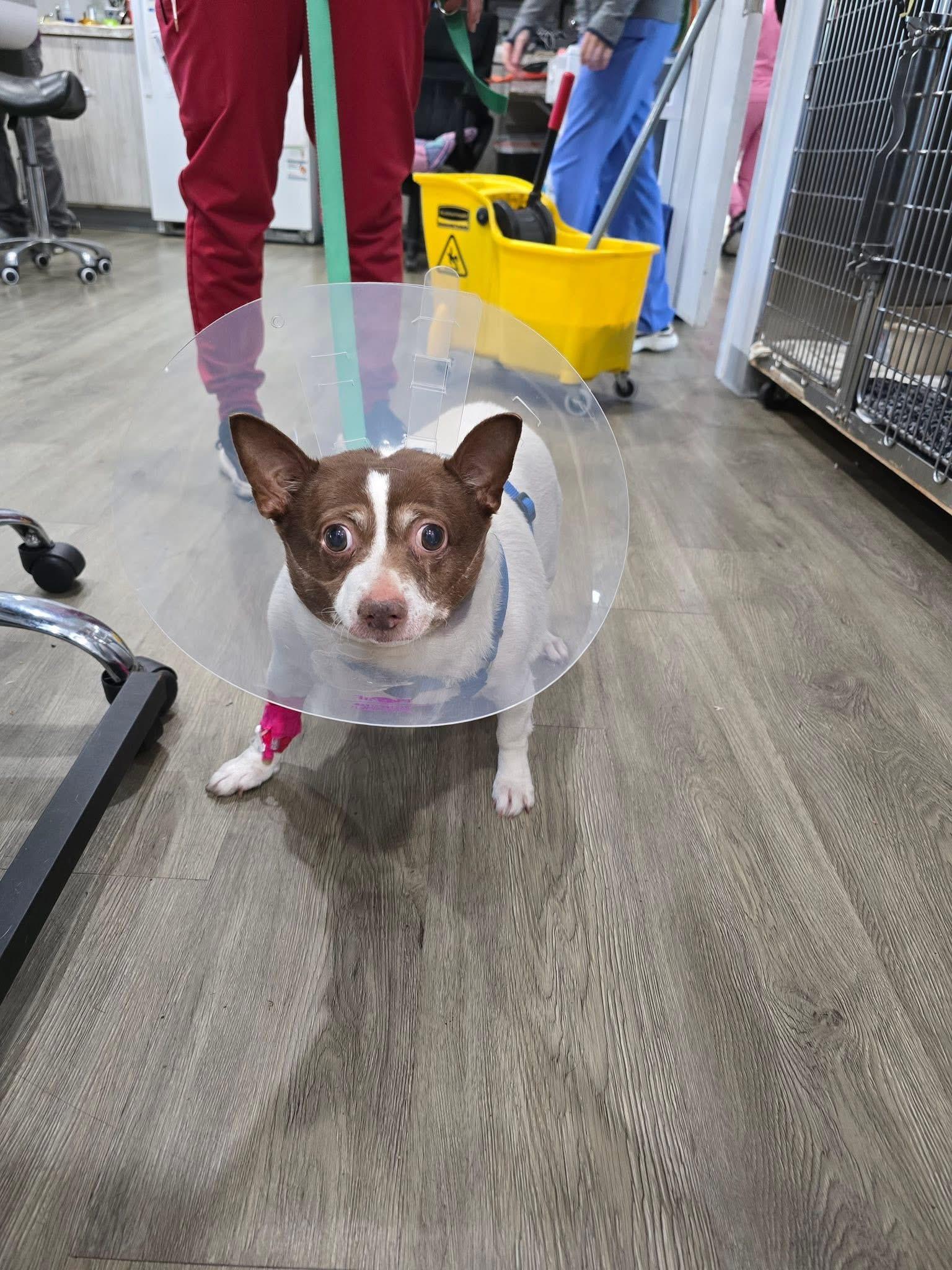 Linda, a Adoptable mixed breed in Oak Ridge, NJ image 3/3