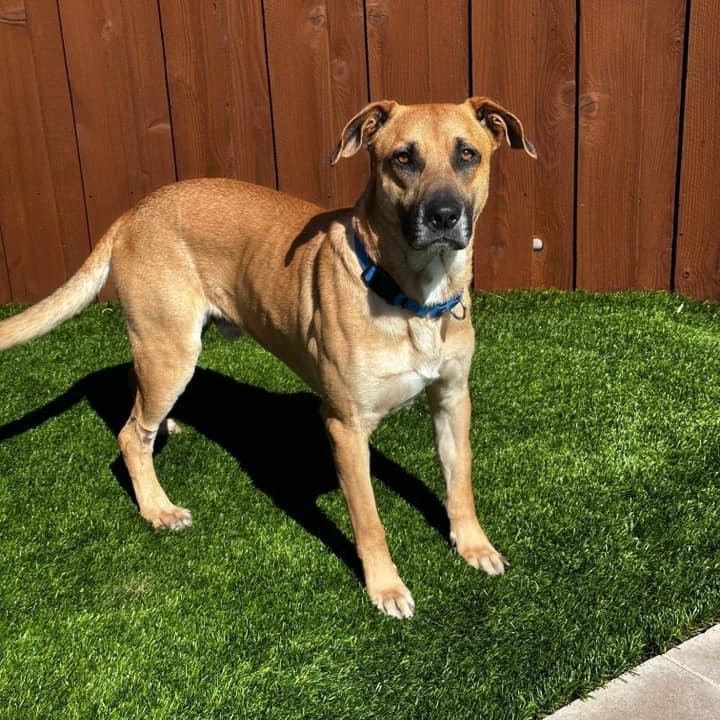 Perry, Adult Male German Shepherd Dog