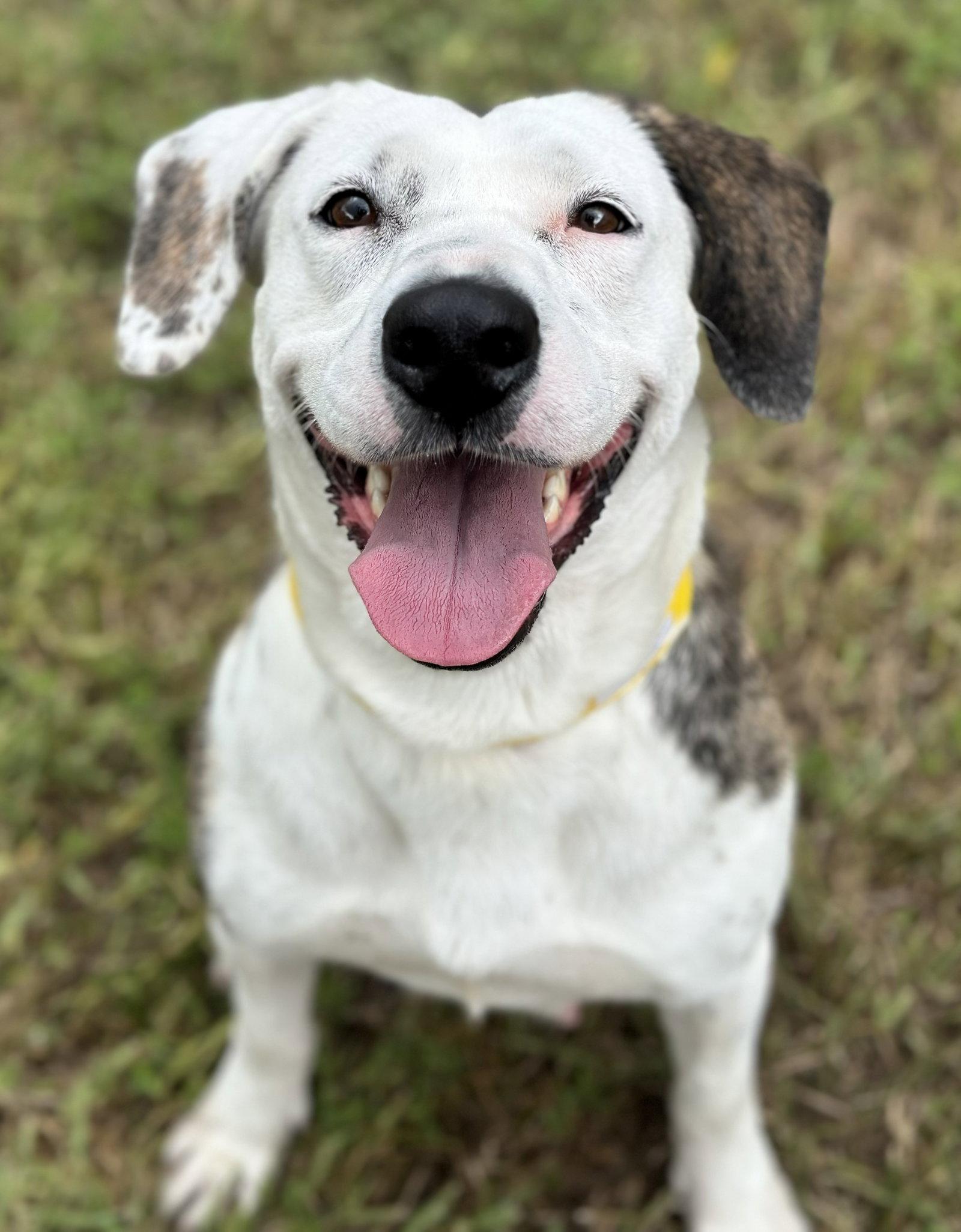 Jasmine, Adoptable, Young Female English Setter & Spaniel.